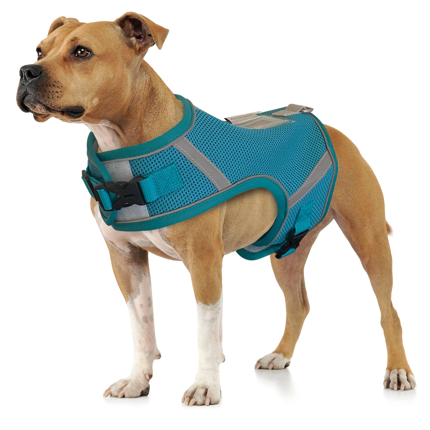 Dog Harness with thermometer